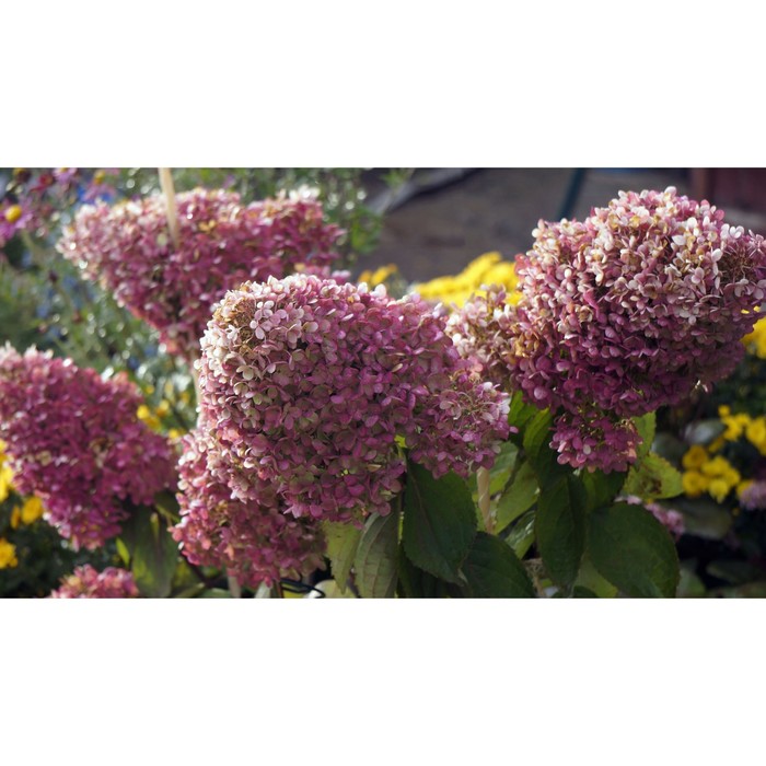 

Саженец Гортензия метельчатая "Panflora (syn. HP217901)", Горшок C3, Лето 2024