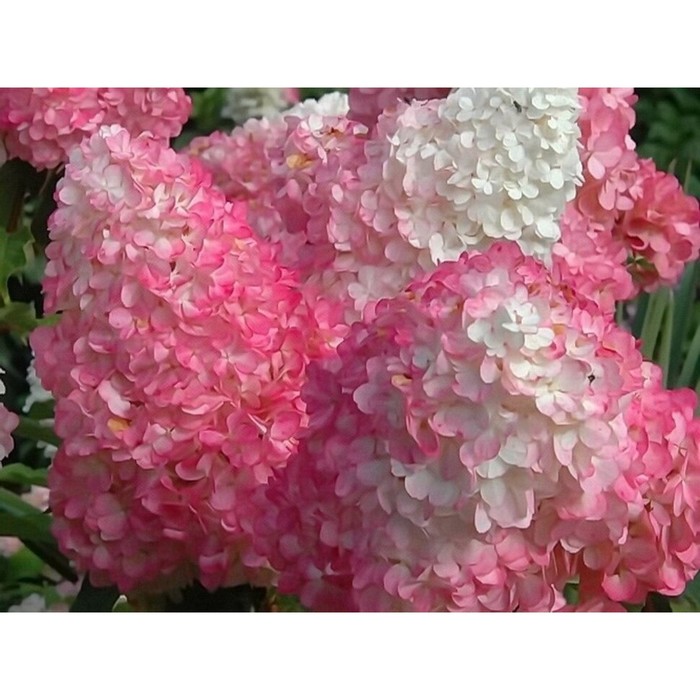 Саженец Гортензия метельчатая Strawberry Blossom, Горшок C2, Лето 2024