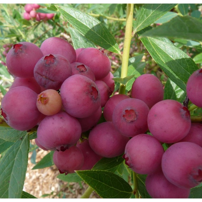 

Саженец Голубика садовая "Pink Blueberry", Горшок C2, Лето 2024
