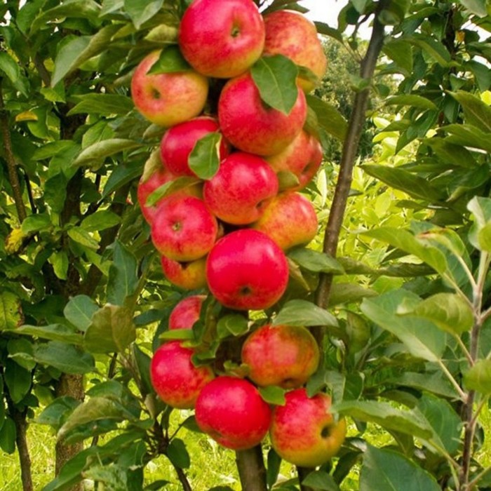 Яблоня колонновидная Арбат, Горшок P9 0,8 литра, Лето 2024