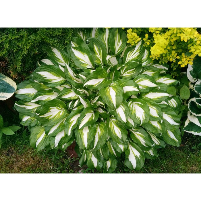 

Хоста "Undulata Mediovariegata", р-р I, размер M,1 шт, Весна 2024 ЭКОНОМ 9492000