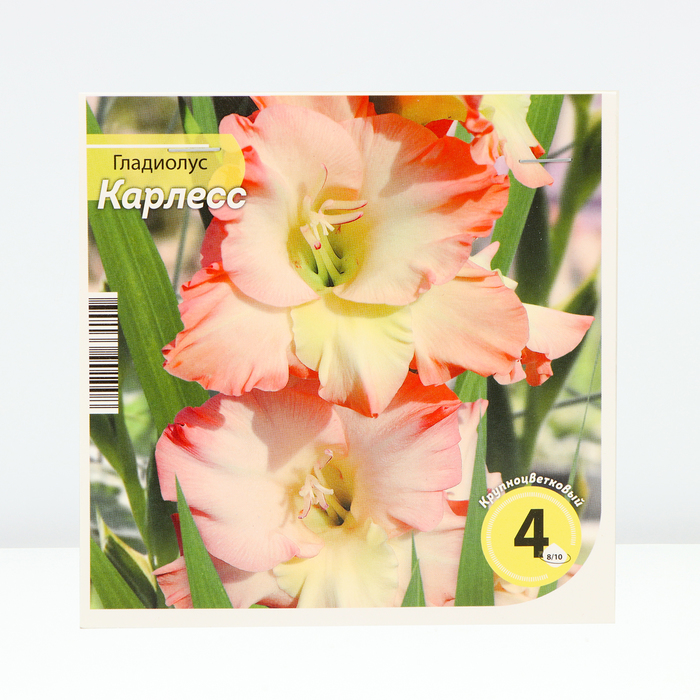 

Гладиолус Карлесс, 8/10 р-р, 4 шт. Весна 2024
