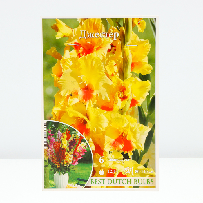 

Гладиолус Джестер, 12/14 р-р, 6 шт. Весна 2024