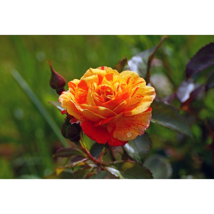 Роза флорибунда Пападжина, C3,5 горшок, Н25-45 , 1 шт, Лето 2024