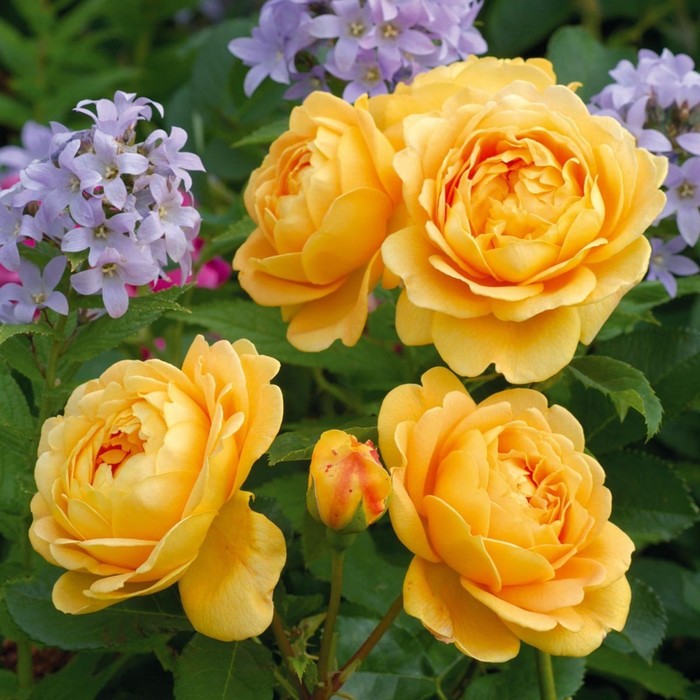 Роза английская Голден Селебрейшен, C3,5 горшок, Н25-45 , 1 шт, Лето 2024