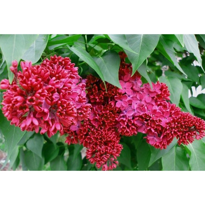 

Сирень обыкновенная Красная Москва, C1,3 горшок , 1 шт, Лето 2024