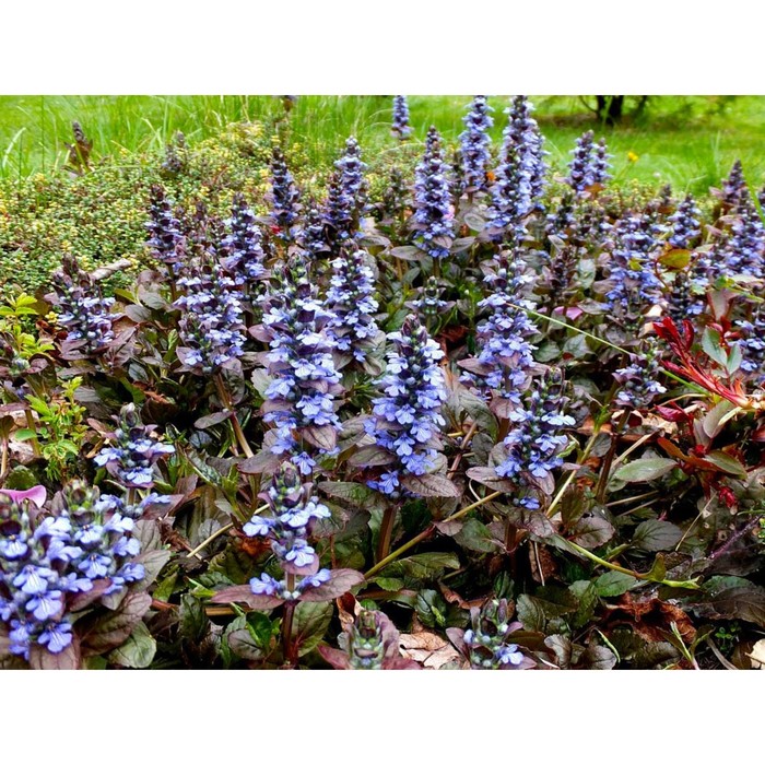 

Живучка ползучая Атропурпуреа, C1,5 горшок , 1 шт, Лето 2024