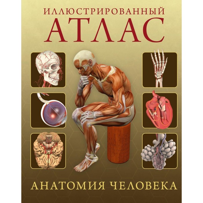 Иллюстрированный атлас. Анатомия человека. Роубак Дж.