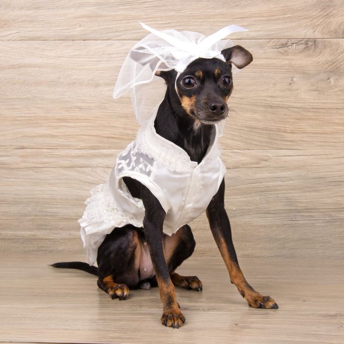 Платье "Свадебное" с фатой, размер L (длина спинки - 38 см, объем груди - 48 см)