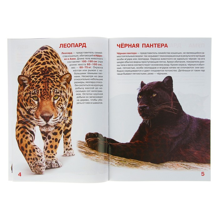 Большая книга «Дикие кошки»