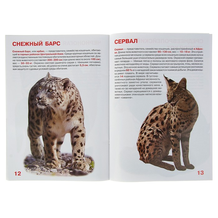 Большая книга «Дикие кошки»