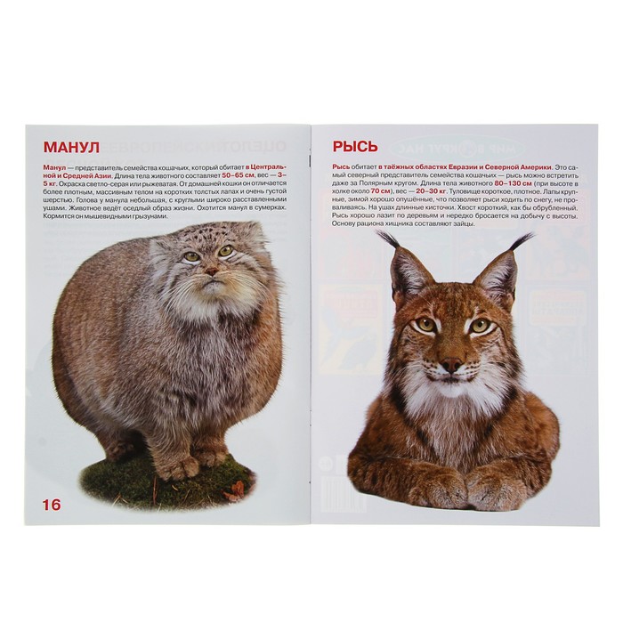 Большая книга «Дикие кошки»