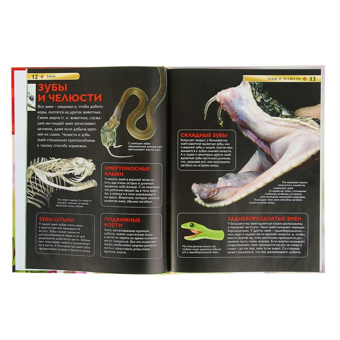 Детская энциклопедия «Змеи»