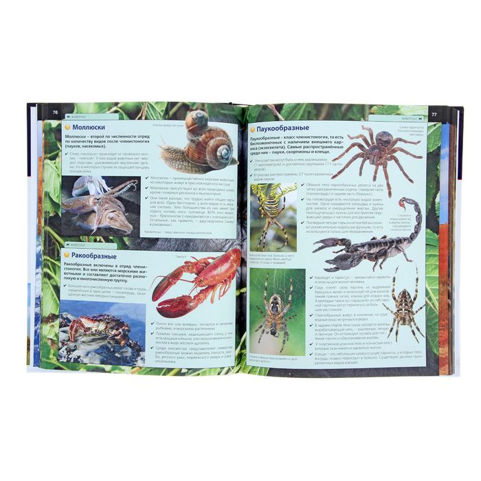 Новая детская энциклопедия. 5 000 увлекательных фактов и интересных событий. Автор: Аутиери С. 11096