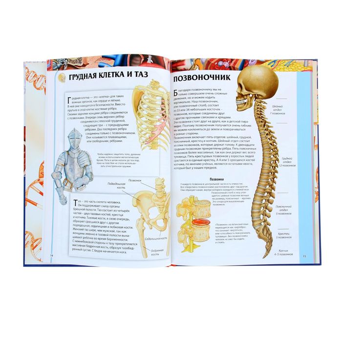 Детская энциклопедия. Анатомия человека