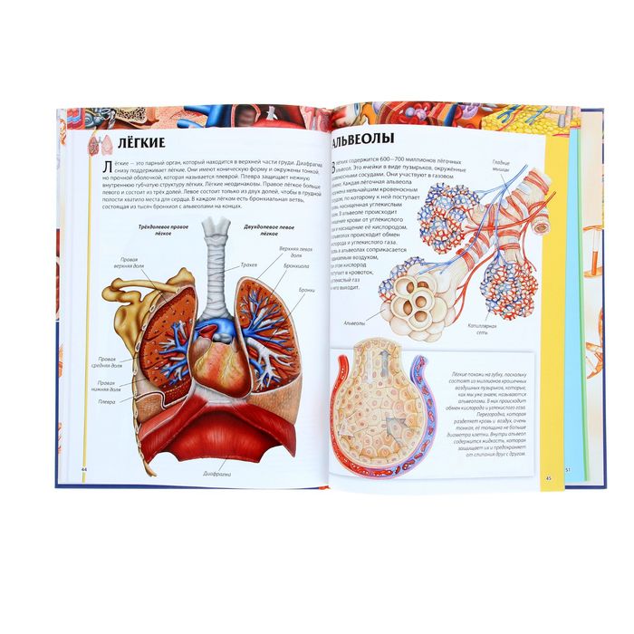 Детская энциклопедия. Анатомия человека