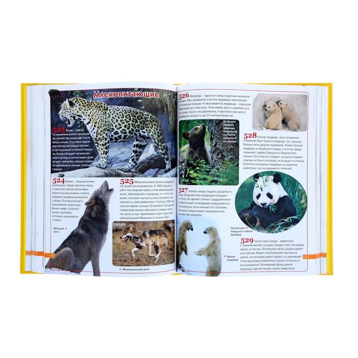 Детская энциклопедия "1001 ответ на вопросы обо всём на свете"