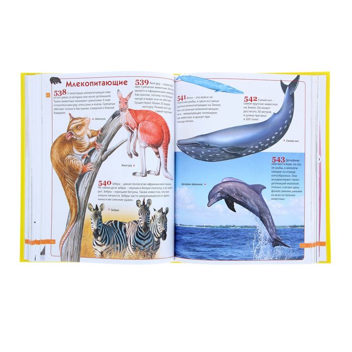 Современная детская энциклопедия. 1000 + 1 ответ на вопросы почемучек