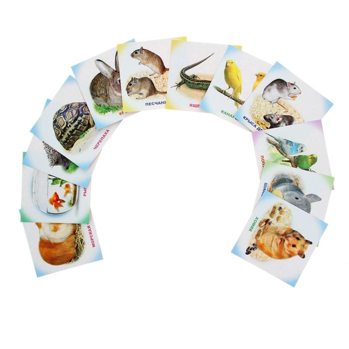 Обучающие карточки "Живой уголок", 12 штук
