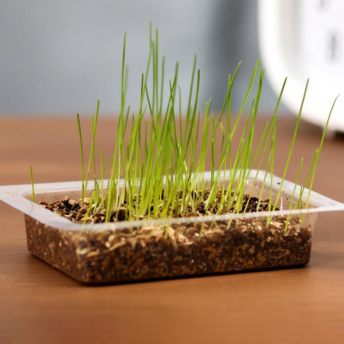 Растущая травка в открытке "Тобольск"