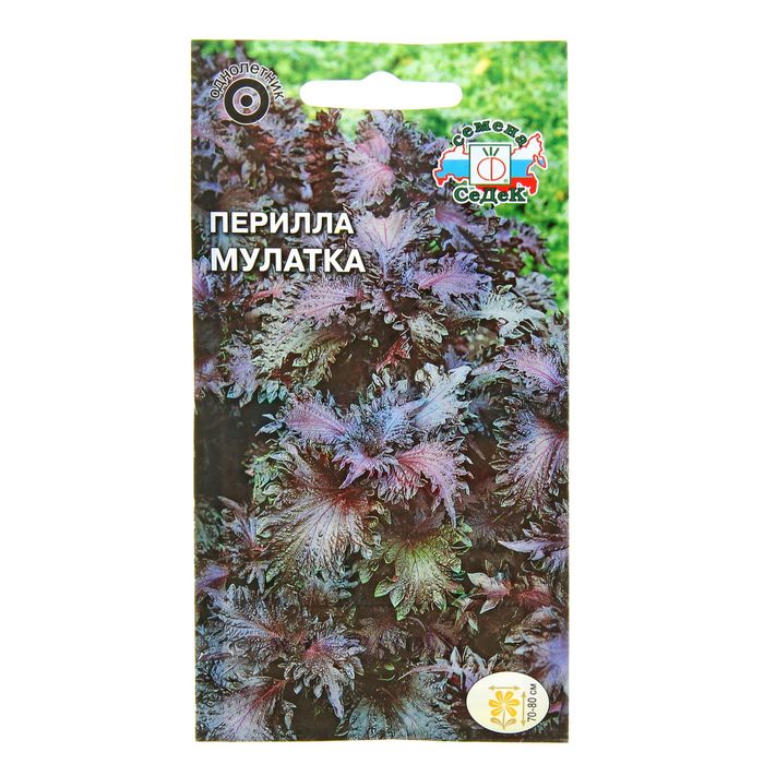 Семена цветов Перилла Мулатка кустарниковая, пурпурная 0,1 г.