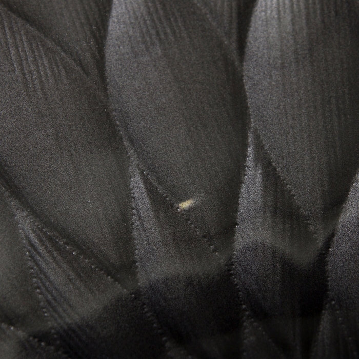 Блюдо "Лотос", черное