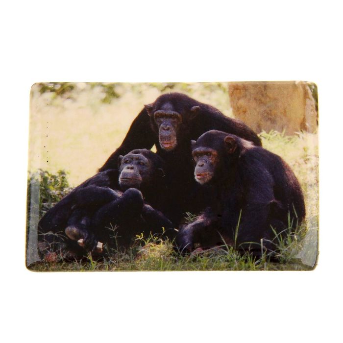 Магнит "Семья обезьян"