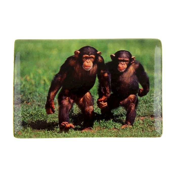 Магнит "Парочка обезьян"