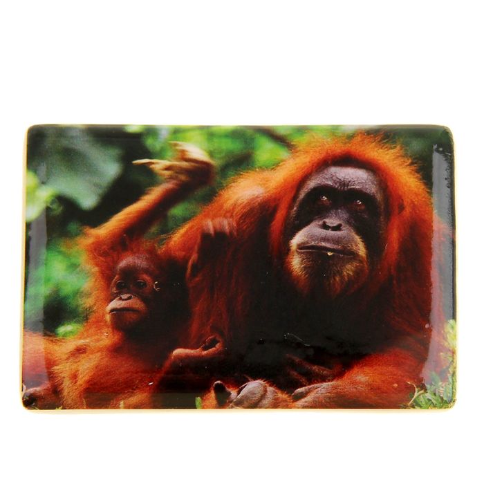 Магнит "Добрые глаза обезьянки"