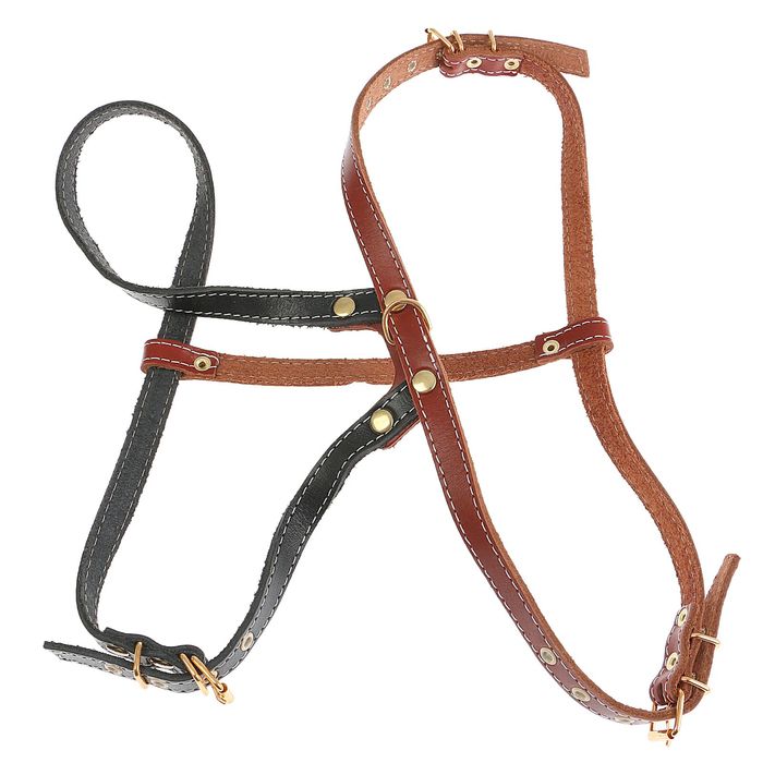 Шлейка для чау-чау, ОШ 72-80 см, ОГ 66-86 см