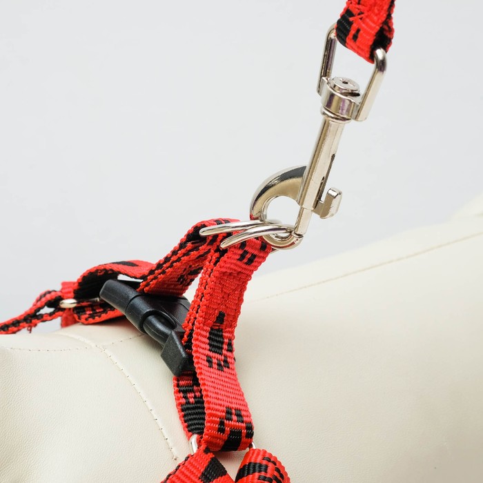 Комплект "Большая лапа", поводок 120 х 1,5 см, шлейка 28-42 х 1,5 см, микс цветов