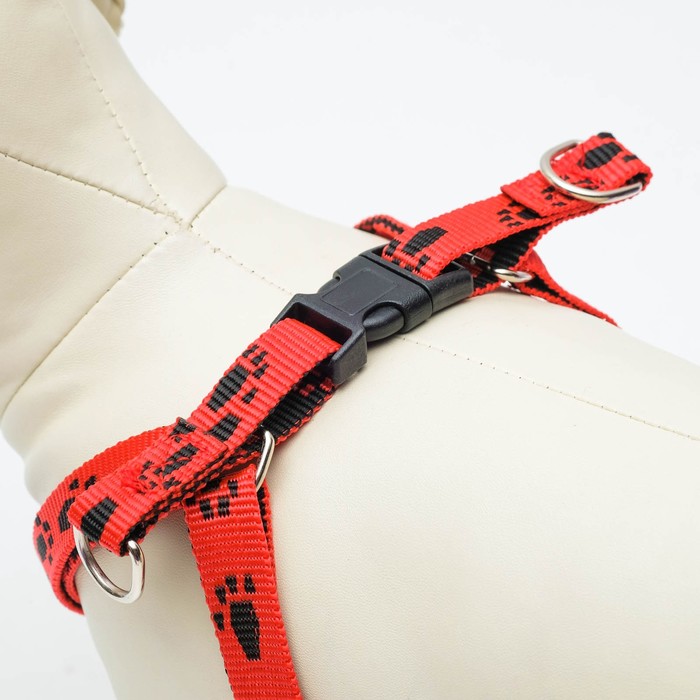 Комплект "Большая лапа", поводок 120 х 1,5 см, шлейка 28-42 х 1,5 см, микс цветов