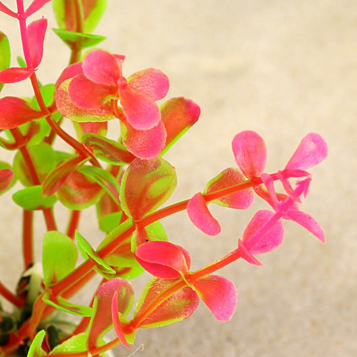 Растение искусственное аквариумное Ротала круглолистная, 10 см, бордовая