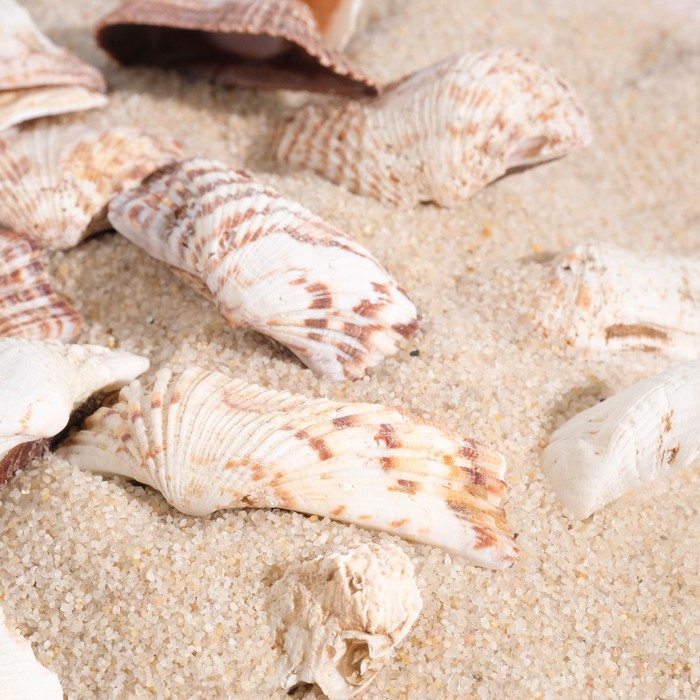 Набор ракушек 100 гр