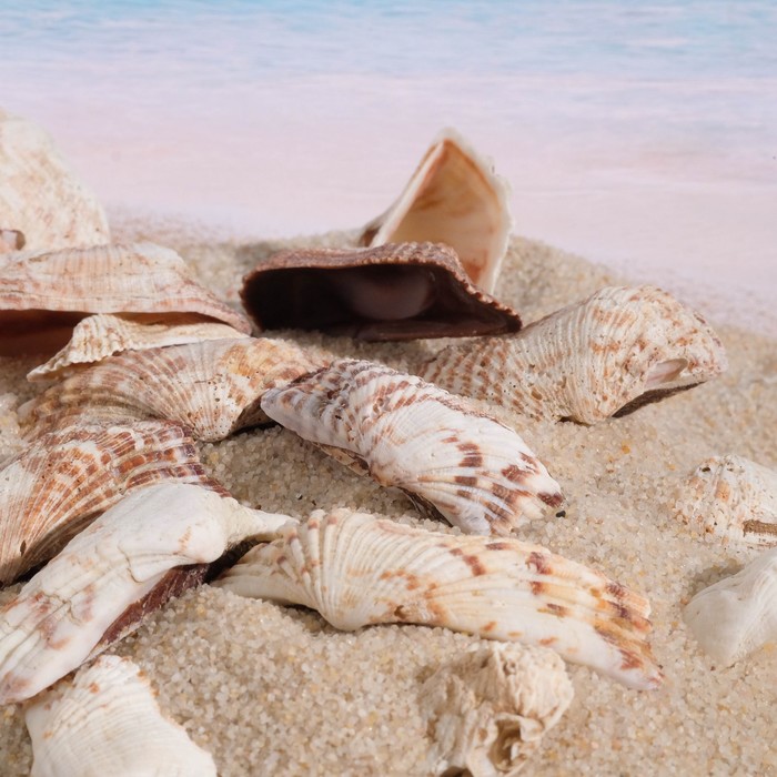 Набор ракушек 100 гр