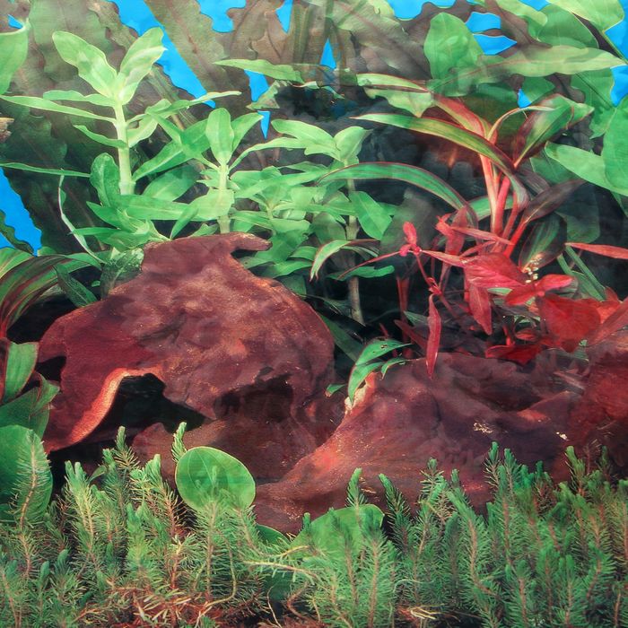 Фон двухсторонний 40смХ15 м рулон "Кораллы/Морское дно коряга" 9029-9059