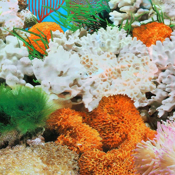 Фон двухсторонний 40смХ15 м рулон "Кораллы/Морское дно коряга" 9029-9059