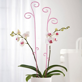 Держатель для орхидеи, 60 см, цвет МИКС Ош